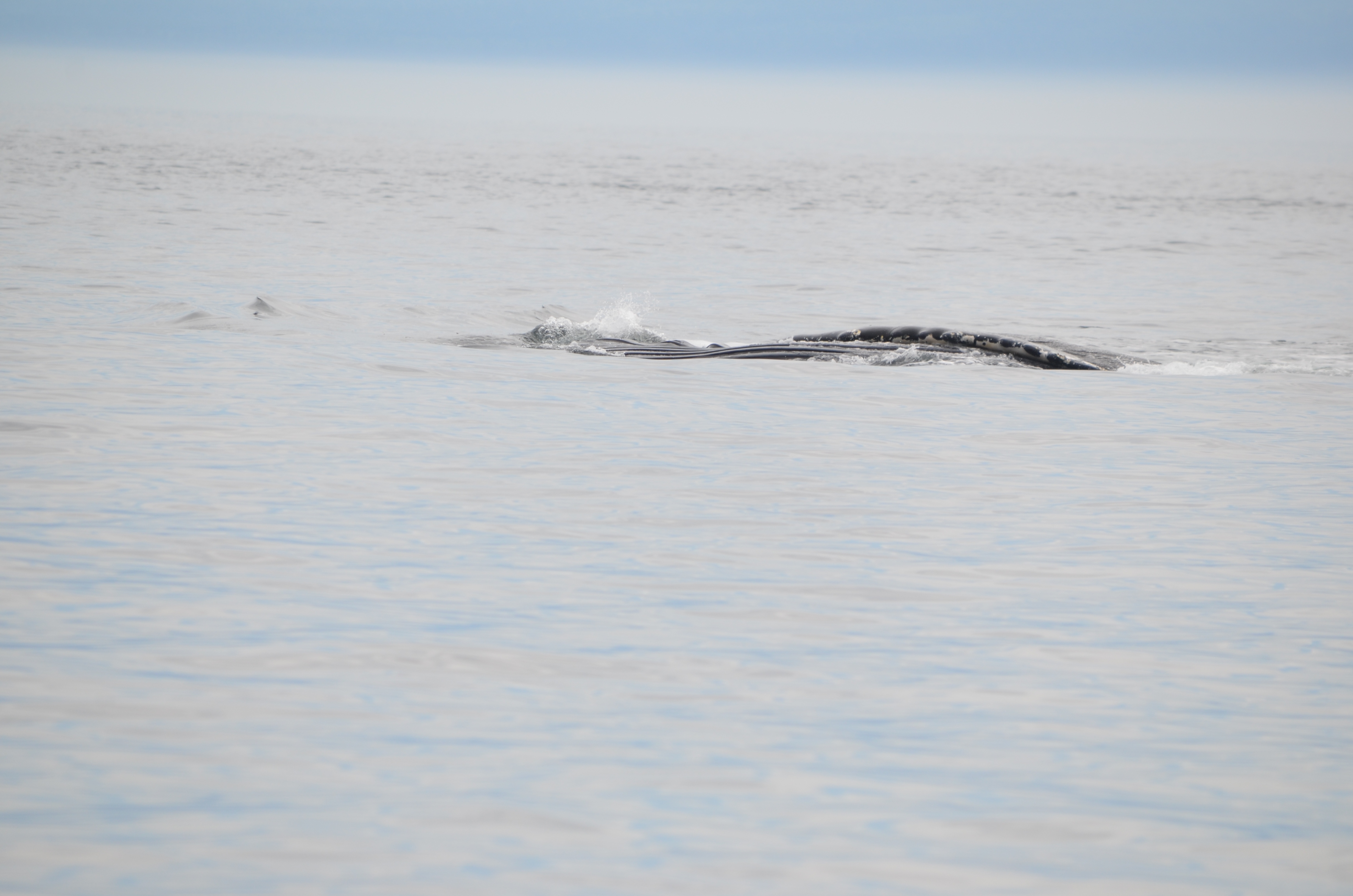 photos/wildlife/Mammal_Species/Humpback Whale/DSC_0160.JPG